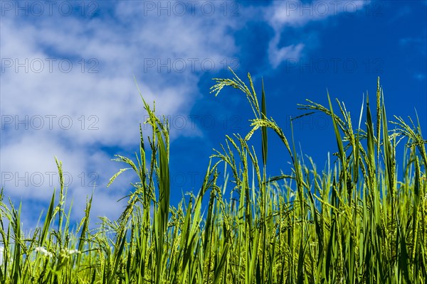 Rice panicles are growing high