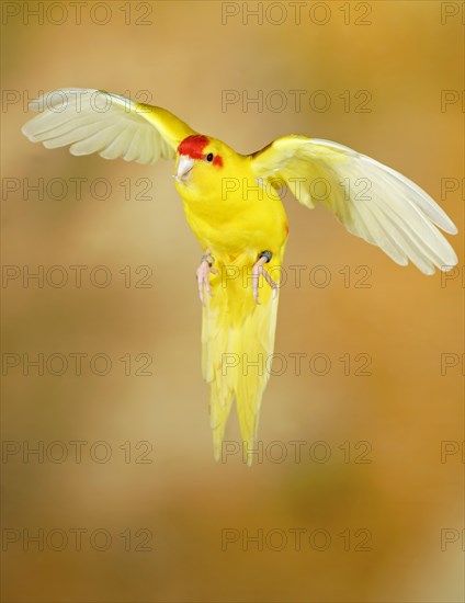 Red-crowned parakeet or red-fronted parakeet