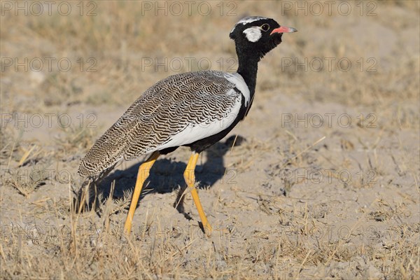 Northern black korhaan