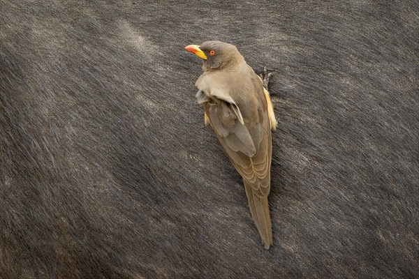 Yellow-billed oxpecker