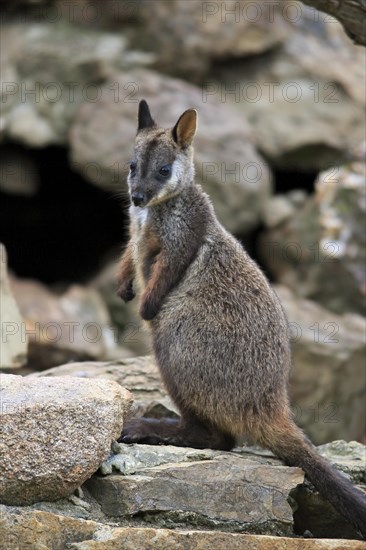 Brush-tailed Rock-wallaby