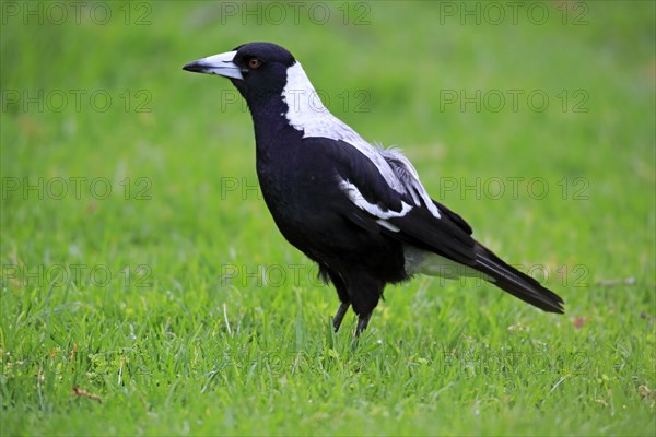 Australian magpie