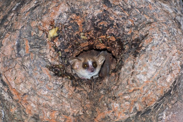 Gray mouse lemur