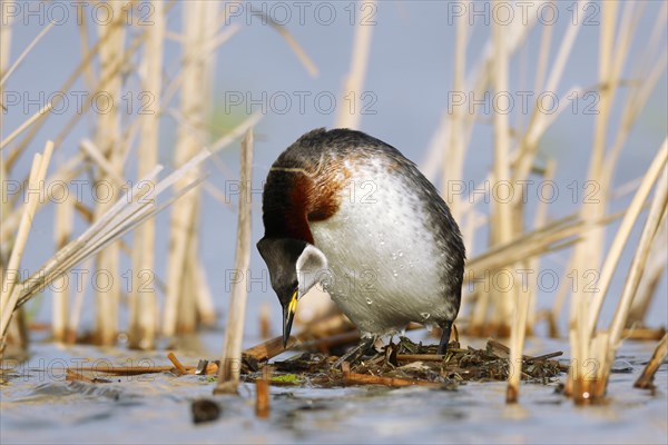 Red-necked grebe