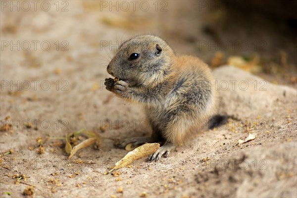 Black-tailed prairie dog