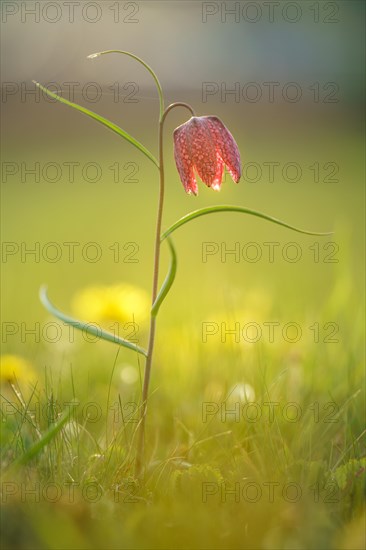 Snake's Head Fritillary