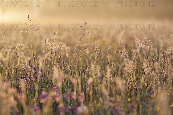 Meadow in the morning light