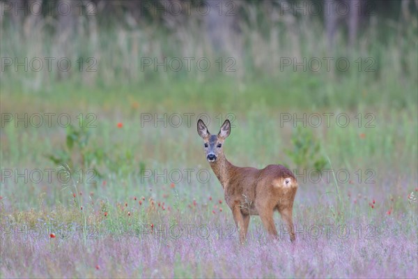 European roe deer