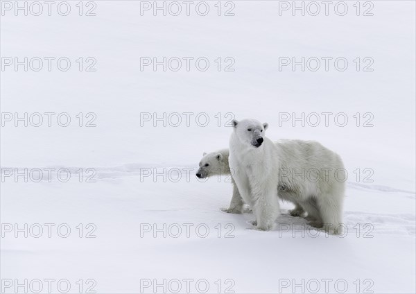 Polar bears