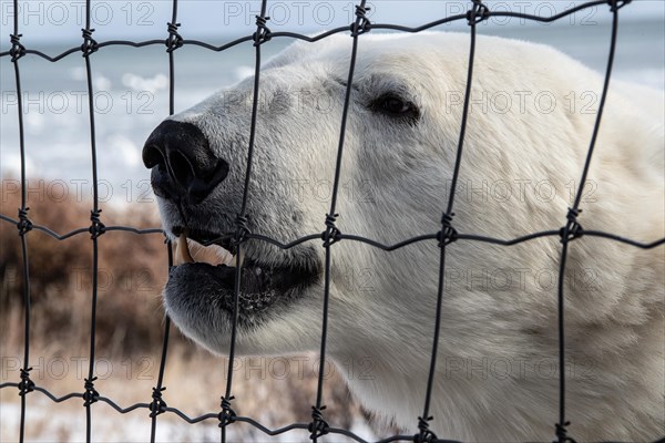 Polar bear