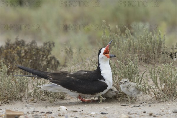 Black skimmer