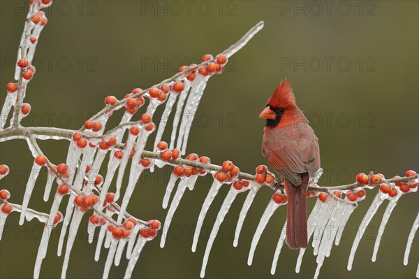 Northern cardinal