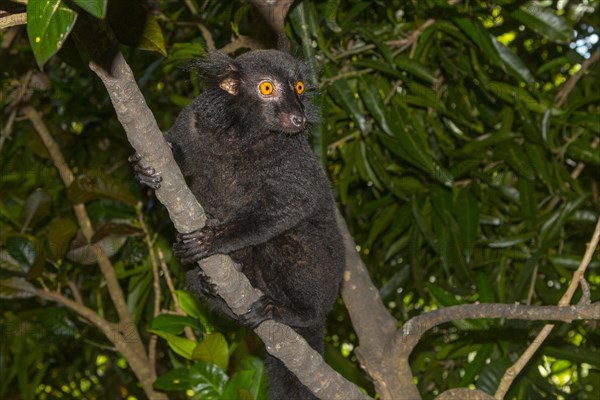 Black lemur