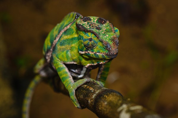 Two-banded chameleon