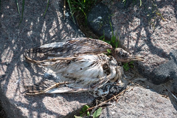 Dead seagull