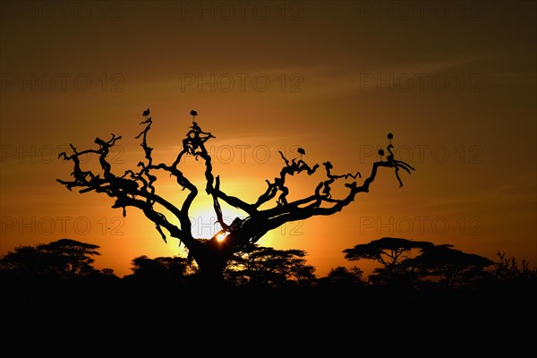 White Storks