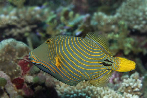 Orange-lined triggerfish