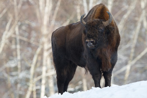 Wisent