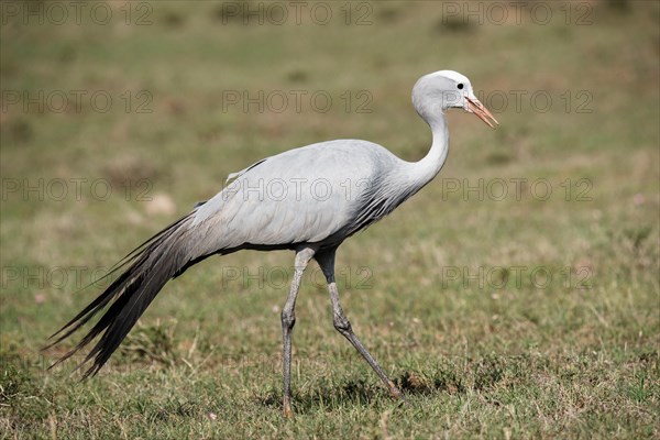 Blue crane