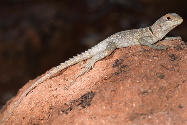 Madagascar Iguana