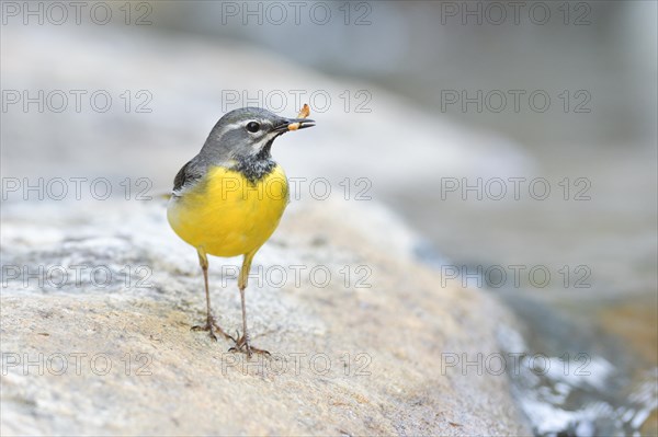 Grey wagtail