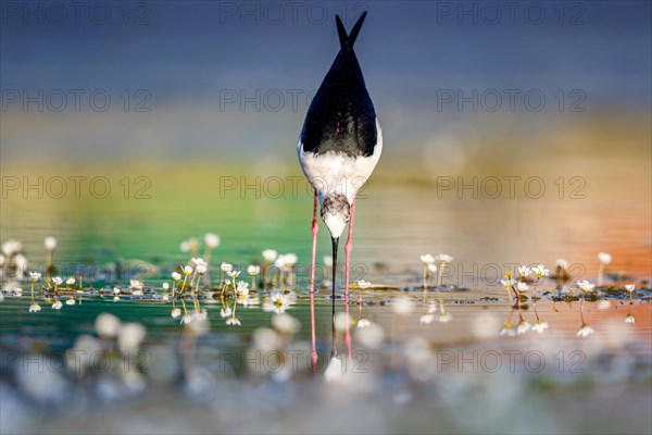 Black-winged stilt