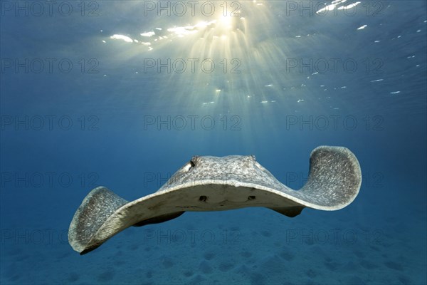 Blackspotted stingray