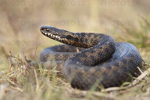 Male common European viper