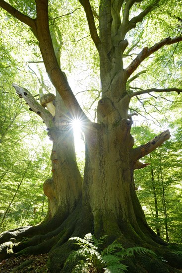 Sun ray shining through huge old mossy beech