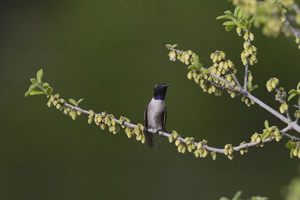 Black-chinned Hummingbird