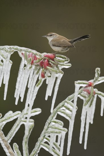 Bewick's wren