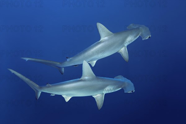 Two scalloped hammerhead sharks