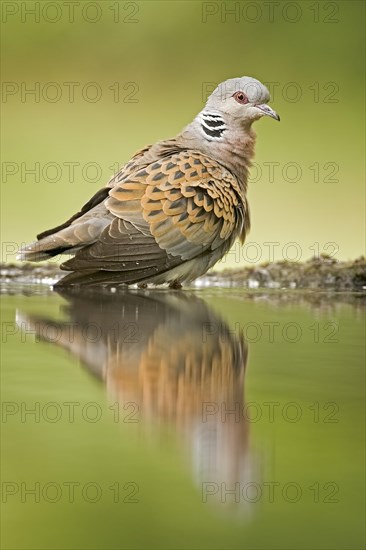 Turtle dove