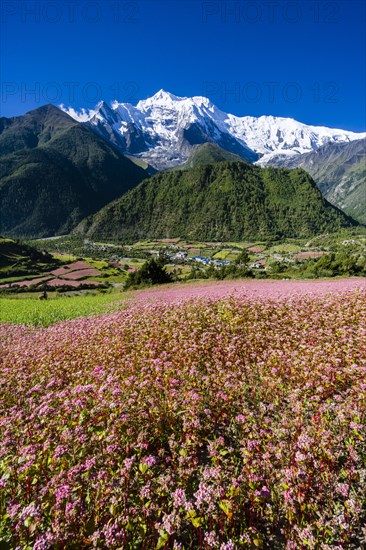 Agricultural landscape with the snowcapped mountain Annapurna 2