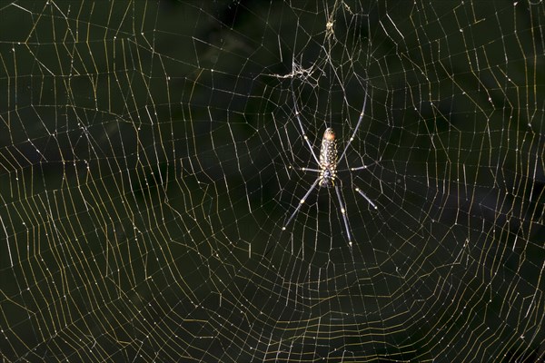 Golden Silk Orb-Weavers