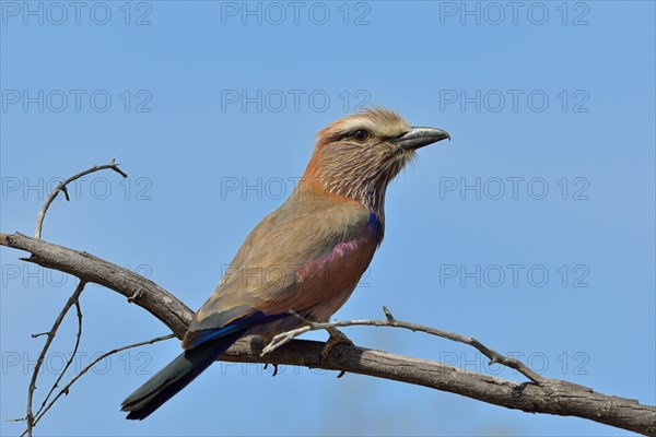 Lillac-breasted Roller