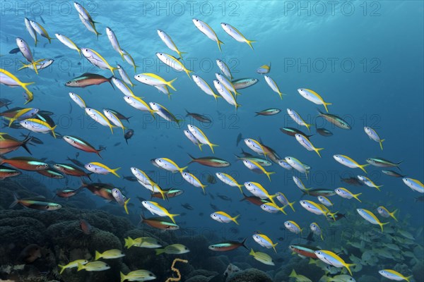 School of yellowback fusiliers