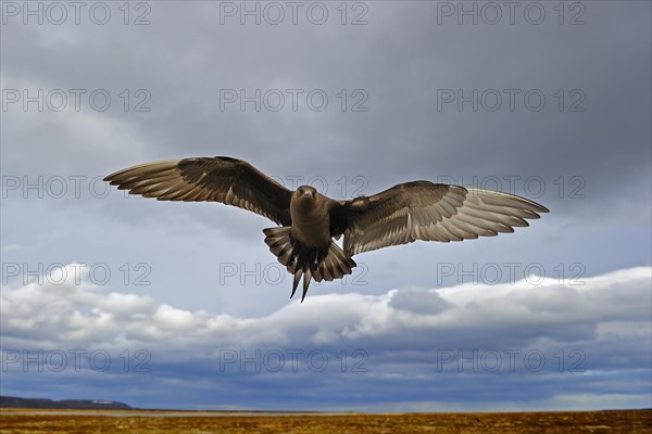 Long-tailed skua or long-tailed jaeger