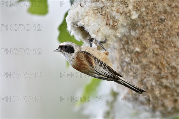 Eurasian penduline tit