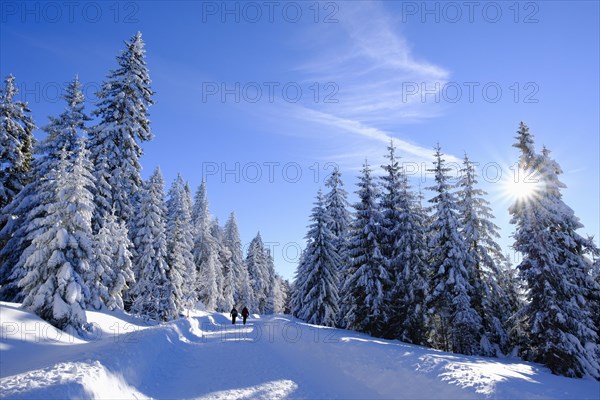 Spruce forest with snow