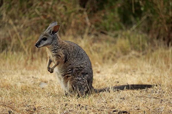 Tammar wallaby