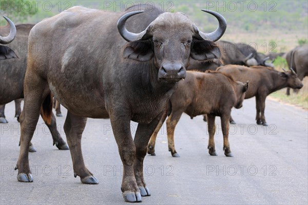 African buffaloes or Cape buffaloes