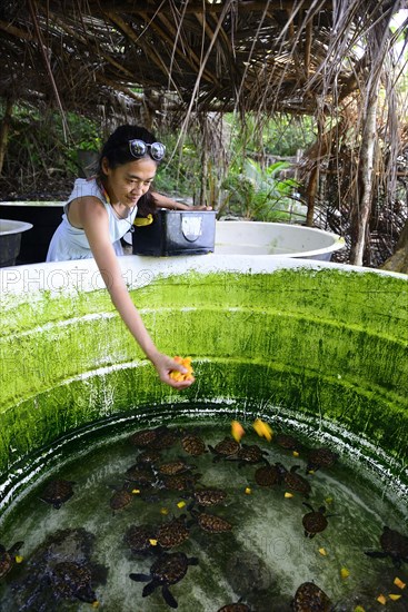 Feeding of the pubs in a tub