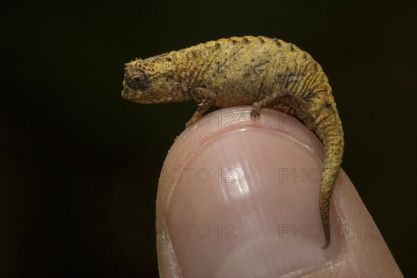 Amber Mountain leaf chameleon