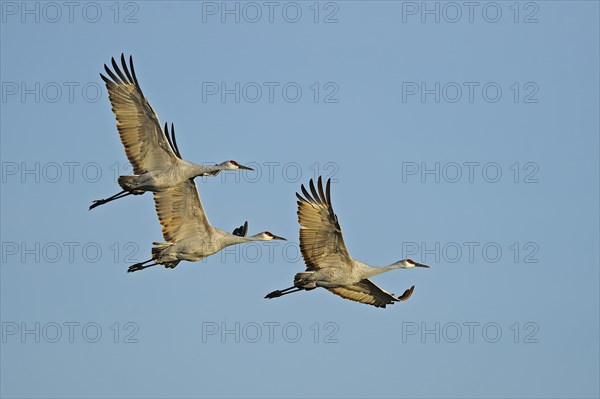 Sandhill cranes