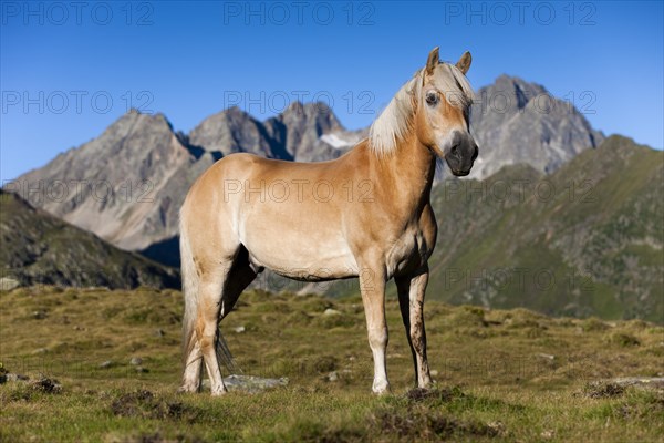 Haflinger