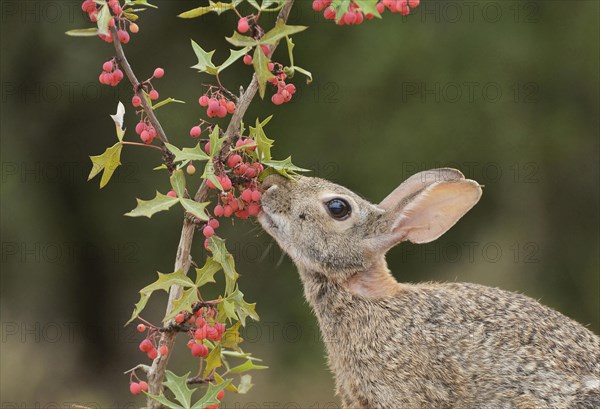 Eastern Cottontail