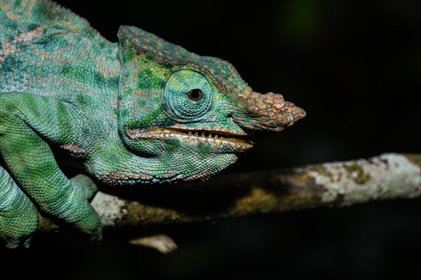 Two-banded chameleon