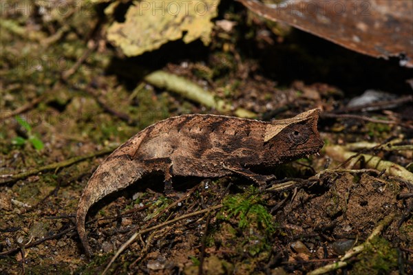 Brown leaf chameleon