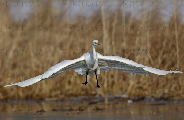 Great Egret